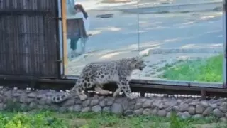 Найденного в горах снежного барса выходили в Алматинском зоопарке и выпустили на волю