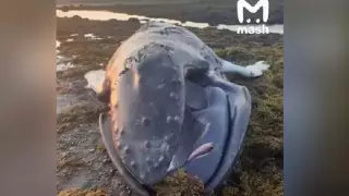 Виноваты люди: шестиметровую тушу кита выбросило на берег Баренцева моря