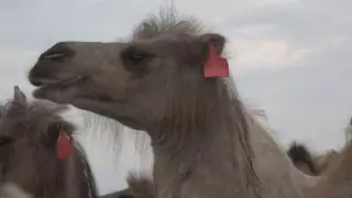 Фермеры ЗКО пожаловались на отсутствие субсидирования верблюдоводства