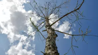 Более 200 тысяч свежевысаженных деревьев засохли в Алматы