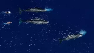 Казахстанский тревел-блогер смог подплыть к кашалотам