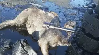 Верблюд утонул в луже нефти в Мангистау