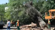 Акимат Алматы показал аварийные деревья и разъяснил процедуру вырубки