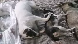 "Бились в конвульсиях". Собак массово отравили в приюте под Алматы