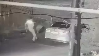 Задержание "хромтауского стрелка" попало на видео