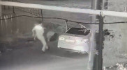 Задержание "хромтауского стрелка" попало на видео