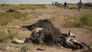 "Над всем селом невыносимый запах" - на свалку пожаловались жители Туркестанской области