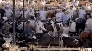 Толпа разъяренных мужчин устроила самосуд на скотном рынке в Туркестанской области