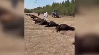 Массовый падеж скота произошел в Павлодарской области