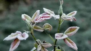 Морозы сгубили урожай на юге Казахстана: какое решение обещают аграриям