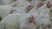 На грани закрытия находится крупная птицефабрика в Мангистау
