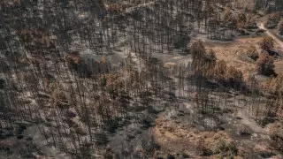 Лес в Абае подожгли? Версию с вырубкой проверят из космоса