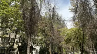 "2 жылда 100 мың ағаш қурап қалған!" Алматыда ағаштар күз келмей сарғайып кетті