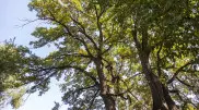 Жители оставшегося без воды района Алматы обеспокоились состоянием деревьев