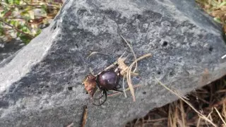 Нашествие каракуртов зафиксировали в зоне Баянаула: видео