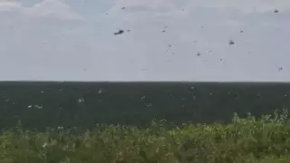 Налетевшую на хозяйство в Костанайской области стаю саранчи засняли на видео