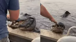 "Это чертовски страшно": огромный аллигатор запрыгнул на лодку с туристами в США