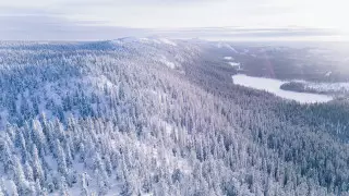 Ученые оживили организм, пролежавший 46 тысяч лет в Сибири