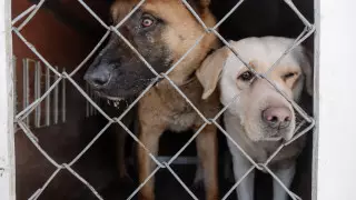 Для чего службу отлова животных в Казахстане обязали вести фото- или видеозапись