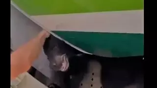 Сбежавший из клетки медведь вызвал задержку рейса и недовольство пассажиров самолета