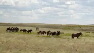 Лошадей на 10 миллионов тенге угнали барымтачи в Улытау