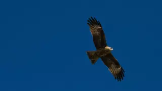 Ястреб уронил змею на американку и напал на нее, чтобы вернуть добычу