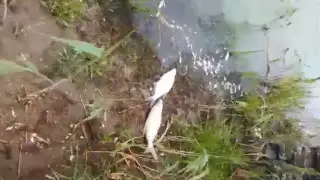 Мор рыбы в Ишиме сняли на видео