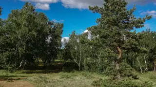 Участок леса стоимостью 1,6 миллиарда тенге вернули государству