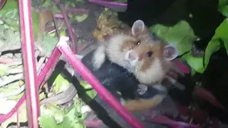 Грызуны атаковали дачные участки костанайцев