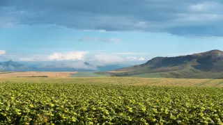 500 тысяч гектаров земли не используется в Алматинской области