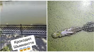 Жительница Шымкента заявила о появлении крокодила в местном озере
