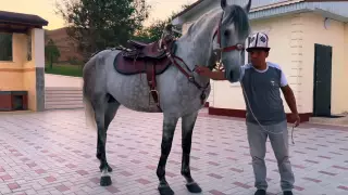 Президент Кыргызстана подарил казахстанцу жеребца