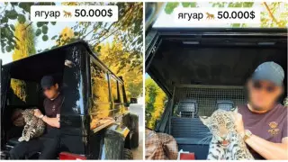 "Президент спортивной федерации" похвастался ягуаром за 50 тысяч долларов