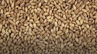 Перловку назвали опасной для некоторых людей