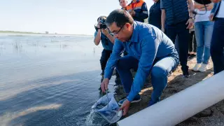 Как восстанавливают историческую популяцию осетра в Иртыше