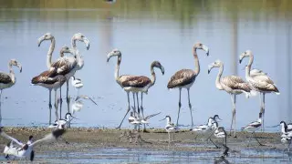 "Красота!" Стая краснокнижных фламинго прилетела в Атырау