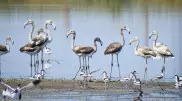 "Красота!" Стая краснокнижных фламинго прилетела в Атырау