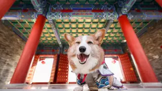 В память о королеве: у Букингемского дворца прошел парад корги