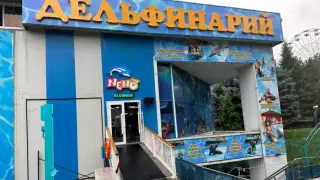 "Ұлтаралық араздықты қоздырдың". "Немо" дельфинарийі қазақша қызмет көрсетуді талап еткен журналисті кінәлаған