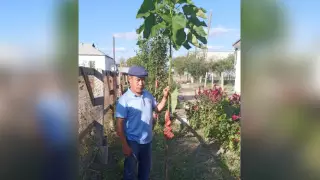 Қызылорда облысында тұрғын қой жүніне картоп егіп жүр