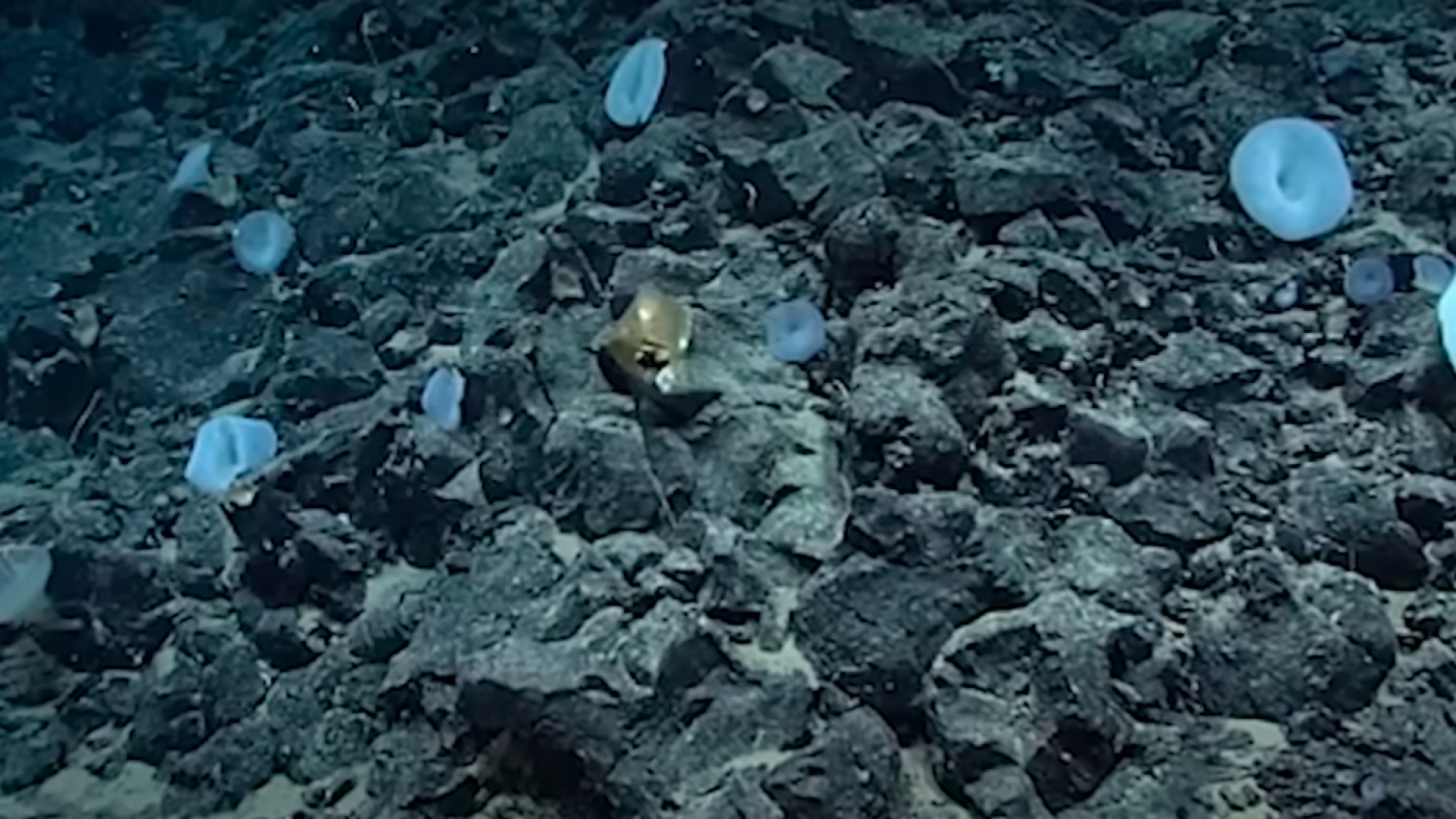 Загадочный шар в океане. Шар в океане. Звёздный шар в океане. Неопознанный металлический объект обнаружен на дне океана.
