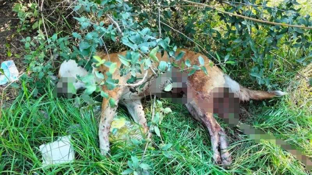 Мертвую собаку со следами возможного сексуального насилия обнаружили в Рудном