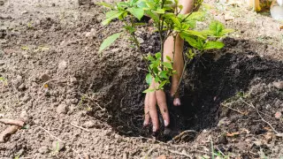 Какие деревья и сколько обещают высадить в Алматы