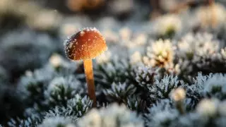 Штормовое предупреждение: о заморозках предупредили жителей Акмолинской области