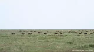 Как планируют убивать сайгаков в Казахстане