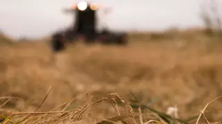 Саранча, сайгаки, засуха и ливни. 2023 год назвали худшим для аграриев