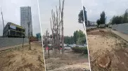 Из-за болезни или из-за ЖК? В акимате объяснили, зачем спилили зеленые деревья в Астане