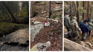 Стало известно, как погибла ушедшая в лес за грибами жительница Каркаралинска