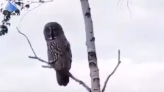 Редкую краснокнижную хищную птицу заметили в Бурабае