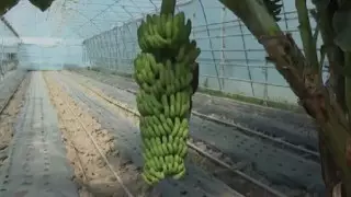 Казахстанские папайя и манго: житель Туркестанской области занялся выращиванием экзотических фруктов